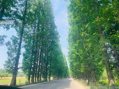 -桤木河湿地公园