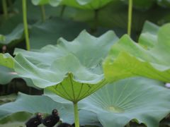 -蜜桃餐厅·江浙融合菜(荟聚购物中心店)