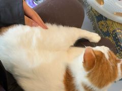 -平行世界·猫咖(首经贸店)