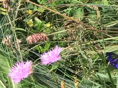 -白草畔自然风景区