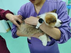 -北京观赏动物医院·24小时大型综合·猫专科·异宠专科