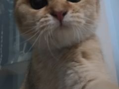 -袖虎·猫馆(体育西路店)