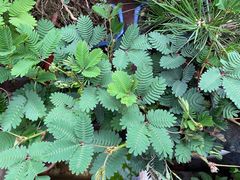 -金陵花卉交易市场