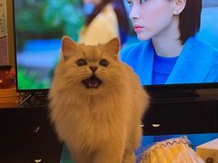 -猫大福·Fortune Cat猫舍(百子湾店)