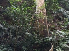 -西双版纳原始森林公园