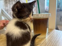 -楼上猫咖(罗湖店)
