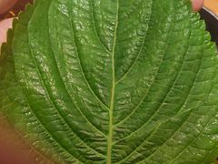 -新石器烤肉(南站店)