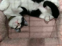 猫-猫的天空之城概念书店(杭州南宋御街店)