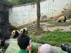 -中国大熊猫保护研究中心雅安碧峰峡基地