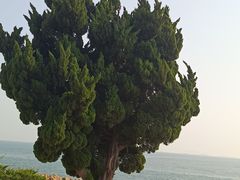-小麦岛公园