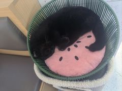 -喵园·猫主题咖啡厅·撸猫·猫咖(国贸店)