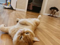 -糯米喵星人总部直营旗舰店·猫舍·幼猫出售