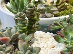 -弗劳尔花艺坊(龙涛店)