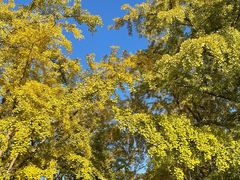 -三里屯东五街银杏大道