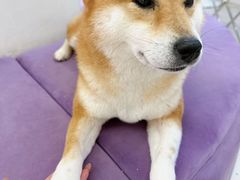 -怪兽屋·羊驼·猫咖·狗咖(俊华广场店)