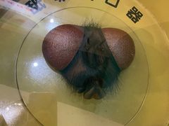 -上海昆虫博物馆