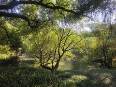 -柳浪闻莺公园