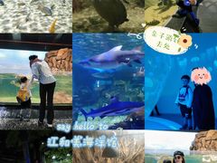 -江和美海洋公园
