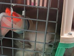 -瑞派康怡24h宠物医院·犬猫医疗中心·微创绝育(瑞景分院)