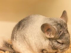 -龙猫仔乐园(惠福东路店)