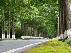 -黄海国家森林公园