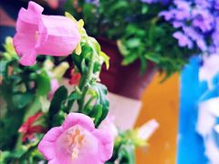-茶是一枝花泡茶店