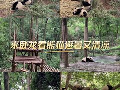 -卧龙中华大熊猫苑神树坪基地