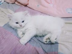 -欣宠猫屋·矮脚拿破仑·蓝金金渐层