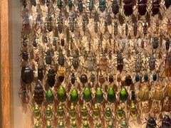 -墨尔本博物馆(Melbourne Museum)
