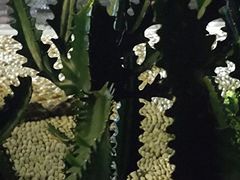 -碧桂园十里银滩