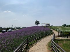 -大塘金香草谷