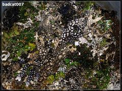 -白家寨子·山野白族菜(古城总店)