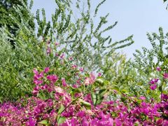 -海心沙亚运公园