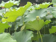 -陈家山荷花公园