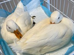 -怪兽屋·羊驼·猫咖·狗咖(俊华广场店)