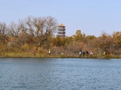 -金塔沙漠胡杨林景区