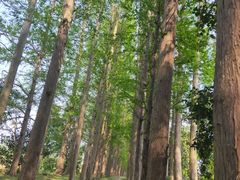 -上海长兴岛郊野公园