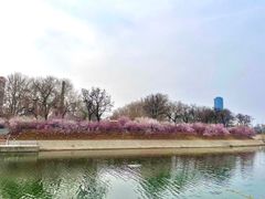 -桃花堤公园