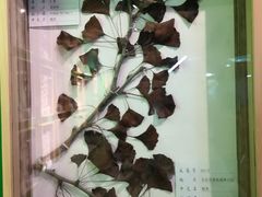 -黄海国家森林公园