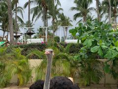 -三亚亚龙湾天域度假酒店