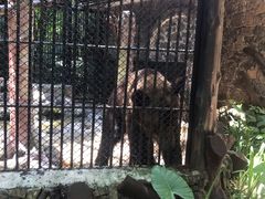 -海南热带野生动植物园