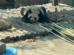 -大连森林动物园