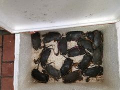 -皮蛋弟砂锅店(总店)