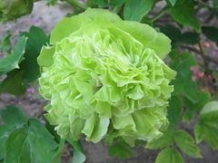 -洛阳市隋唐城遗址植物园