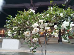 -清漾毛氏文化村