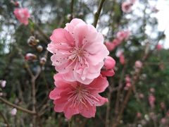 -南国桃园旅游度假区