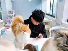 -喵的天空名猫咖啡馆·撸猫·猫舍·用品