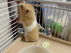 -宠物兔专门店(天丰利市场店)