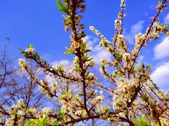 -新塘水果乐园(东洲大道店)