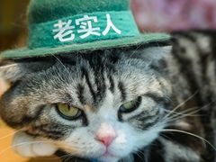 -绒爪撸猫下午茶·猫咖